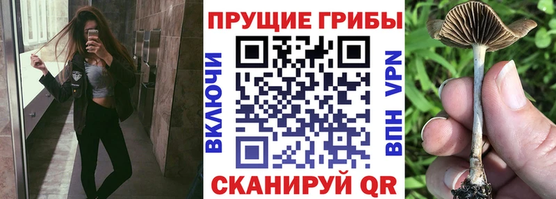 Псилоцибиновые грибы мицелий  Суворов 